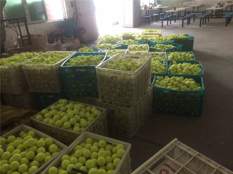 Thiếu niên đào tạo quần vợt trẻ em đào tạo quần vợt chó kháng quần vợt thực hành quần vợt dây thun cao
