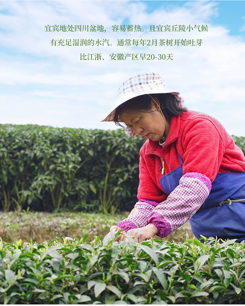 四川林湖 明前特级 雀舌春茶 100g 全芽头 图5