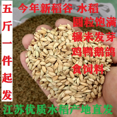 21 years of rice with shell feeding on a farmhouse Self-planted rice paddy rice cereal round grain evening Glutinous Rice Rolling Rice Pigeon Feed
