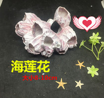 Sea Lotus three Lake tank sea tank landscape Ocean series micro-view photo decoration roll shellfish aquarium decoration