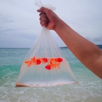 Wedding photo travel props simulation goldfish studio location photography documentary wind seaside photo photo props for children