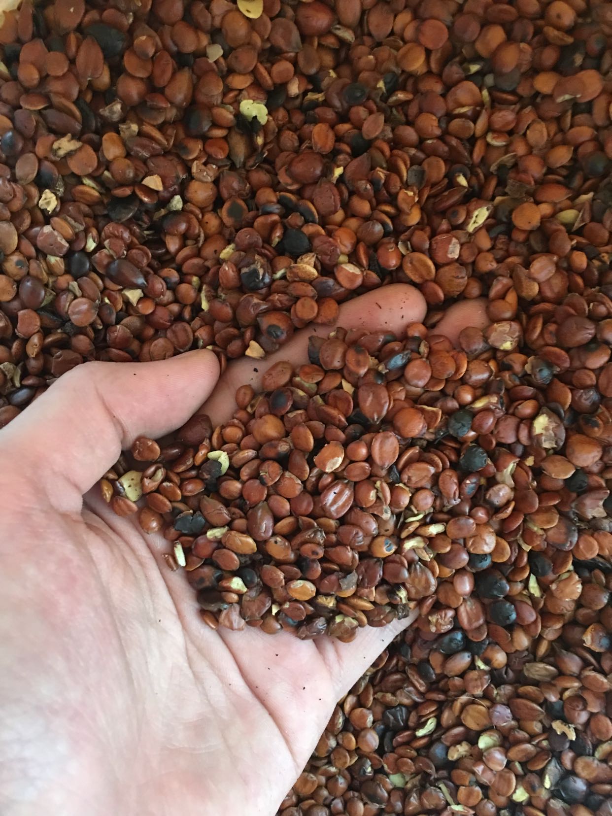 Fried jujube kernels, jujube kernels, fried jujube kernels