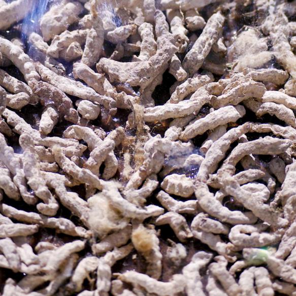 Silkworm White Silkworm Facial Mask Chinese Herbal Medicine Heaterworm Stiff 500g grams RMB80