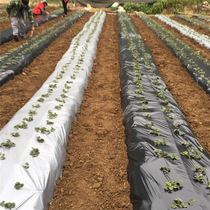 Orchard fruit trees reflective two-color silver gray mulch film deworming grass moisturizing agricultural film Black Zero cut mulch