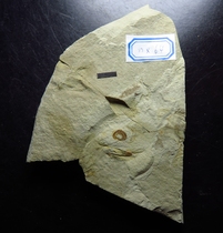 Fossils from western Liaoning Pans Beipiao sturgeon head fossil nx64 Beipiao Huangbanjigou