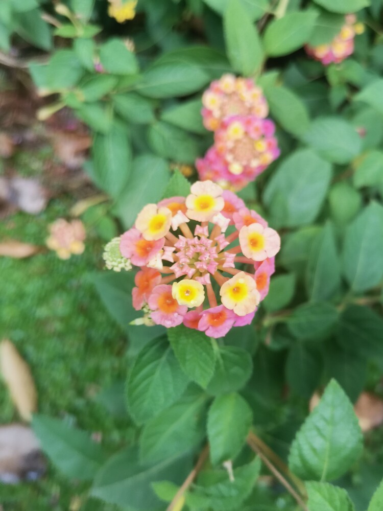 悦颜女童少女衣橱