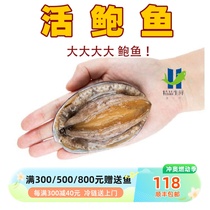 (Extra large abalone live) Fresh slap abalone 56789 heads Heated ready-to-eat private kitchen shipped by SF Express to Shanghai