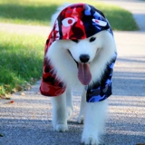 Tide Brand Big Dog Одежда Golden Retriver Labradora Madamine Средний свитер для собак.