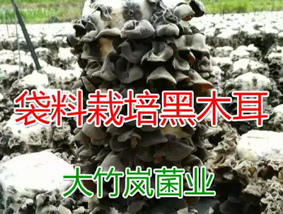 Black fungus small fungus Cork maple tree basswood planting and cultivation technology service high quality, high yield and high yield