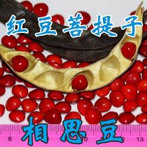 Red Bean Bodice with Marin Cilanto Dice Dice Ammy DIY Materials Lovers Gift Valentines Hand Chain Ornament Necklace