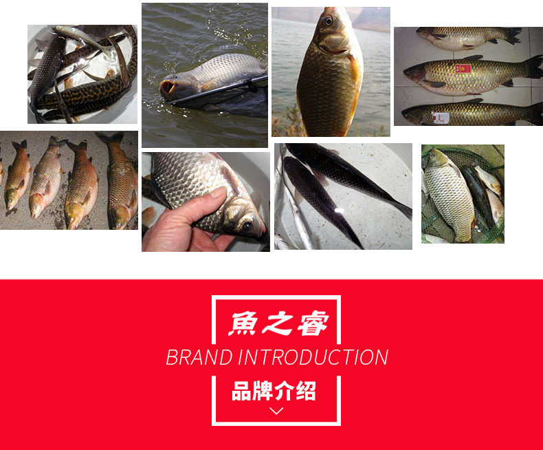 Carp_06.jpg