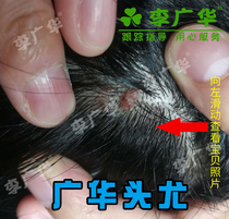 Guanghua head especially on the head mouth face back long scalp especially ordinary vegetables flowering monkeys red meat pimples acne sores