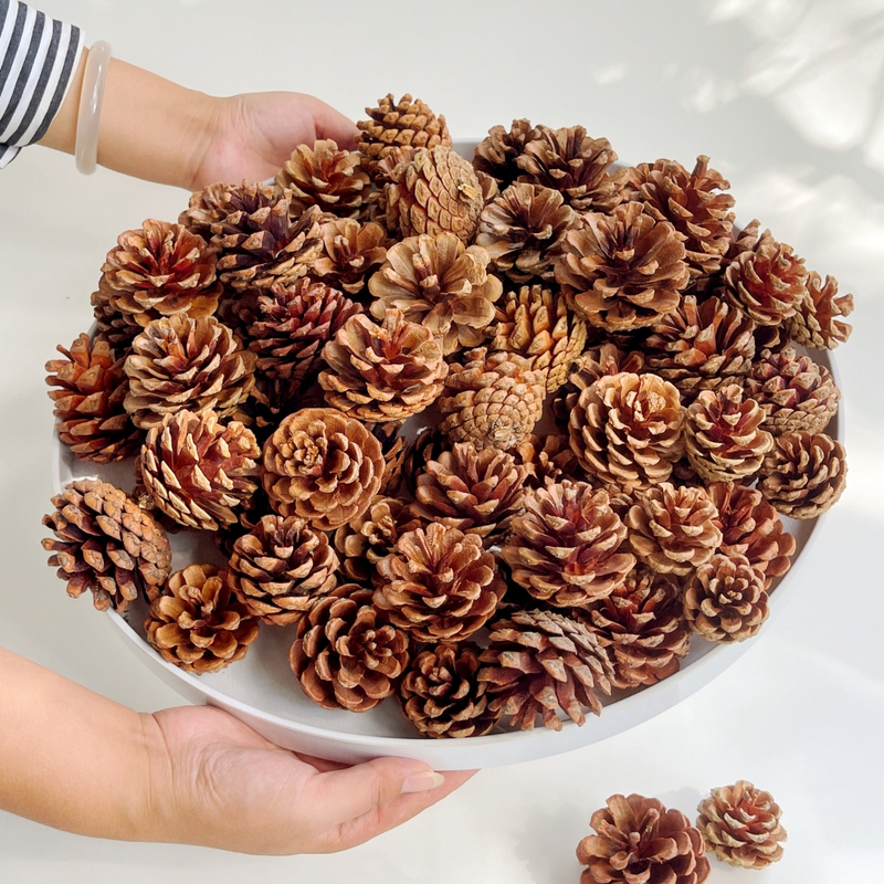 100 Natural Pine Cones Mixed Sizes Large, Medium, Small Handmade DIY Decorative Pine Cones for Painting Kindergarten Christmas Pine Cones