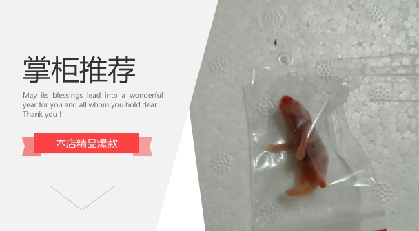 Frozen suckling mouse red skin independent packaging cat turtle snake lizard horn frog feed SF