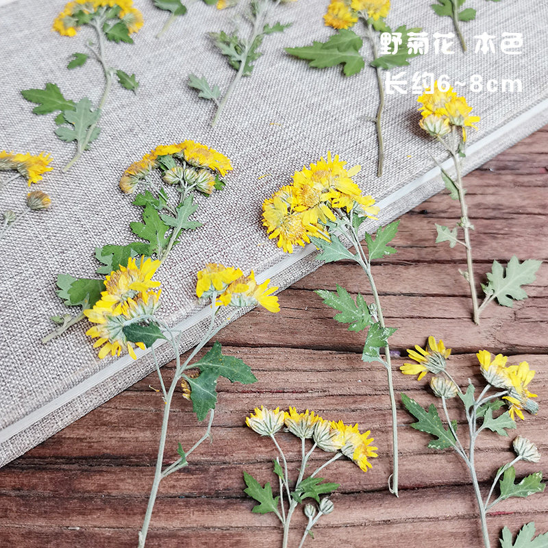 Small daisy flower squalid and white needle chamomile embossed dry flower bag specimen handmade material idea