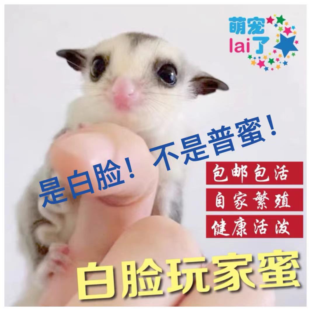 Australian White Face Honey Bagman Honey Bag Living Pet 1 4 Inch Sleeve Wrench Rat Cub Cute Cub Cubs Shanghai can be self-promoted