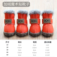 Собака апельсиновый бархат