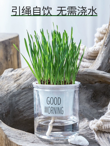 Кошачья трава и кошачья семена с закусками в горшках трава кошачья пшеница котенок, чтобы пойти на шарики для волос, чтобы использовать шерстяную траву ленивую кошку