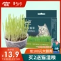 Yijia mèo hạt giống mèo ăn nhẹ mèo để tóc bóng bạc hà bóng bột tóc lúa mạch trồng bộ cung cấp mèo - Đồ ăn nhẹ cho mèo cá ngừ hộp