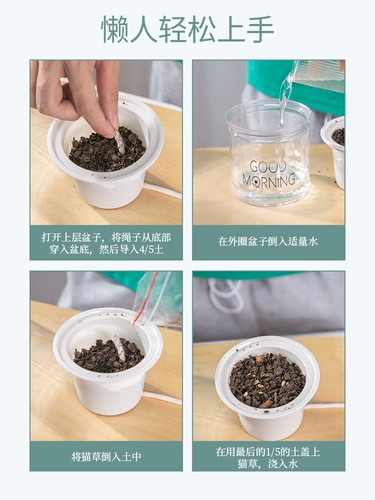 Кошачья трава и кошачья семена с закусками в горшках трава кошачья пшеница котенок, чтобы пойти на шарики для волос, чтобы использовать шерстяную траву ленивую кошку