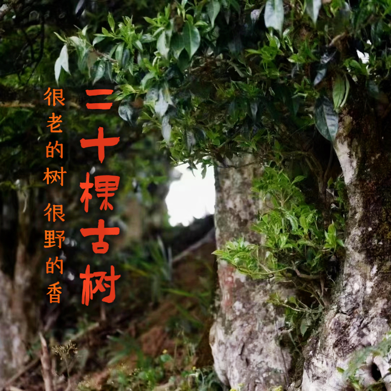 【Cha Xiaoyin】Twenty Ancient Trees, Fengqing Red Tea from Trees That Are Several Hundred Years Old, Tree Age Certified, Rich and Smooth