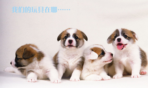 Chó thú cưng và đồ chơi chó gai gai dây bóng lớn vừa và nhỏ chó chó cắn mol Teddy Samoyed cung cấp vật nuôi - Mèo / Chó Đồ chơi chó đồ chơi