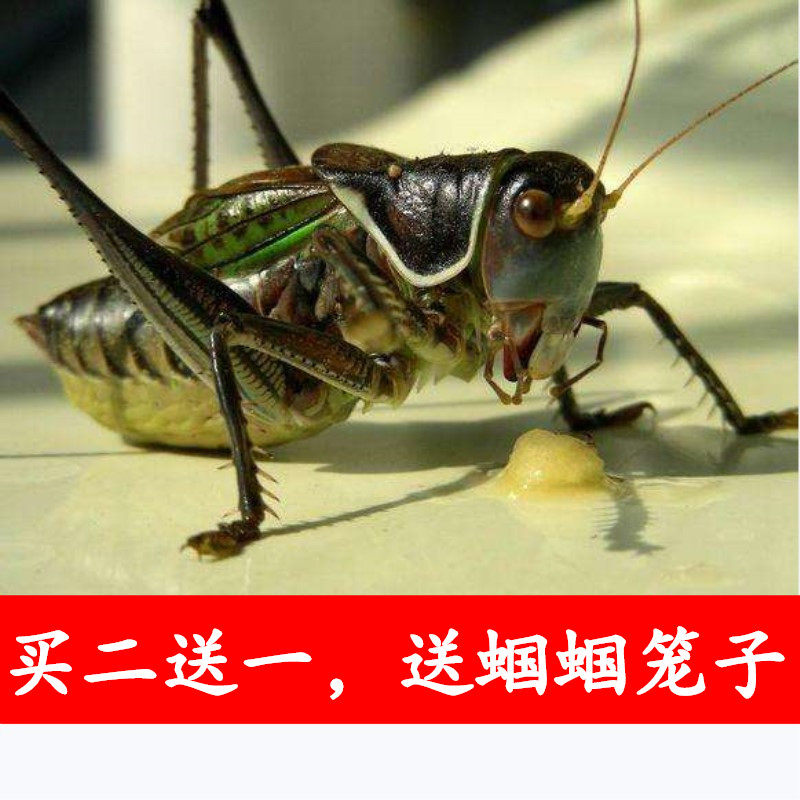 The new detached large, large-scale iron piston jade-bug bug reptile winter bug