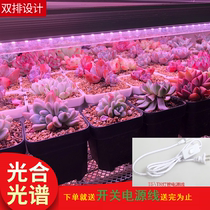 Fleshy-filled light color-proof full-spectrum imitation sunlight indoor nursery flower plant growth lamp