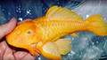 广州聚渔优品水族贸易