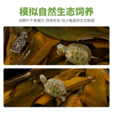 Специальная черепаха для черепах Longan Leaf Leafing Turtle Landscaping Tortoise без кипячения имитации оригинальных экологических запасов кожи консерванта