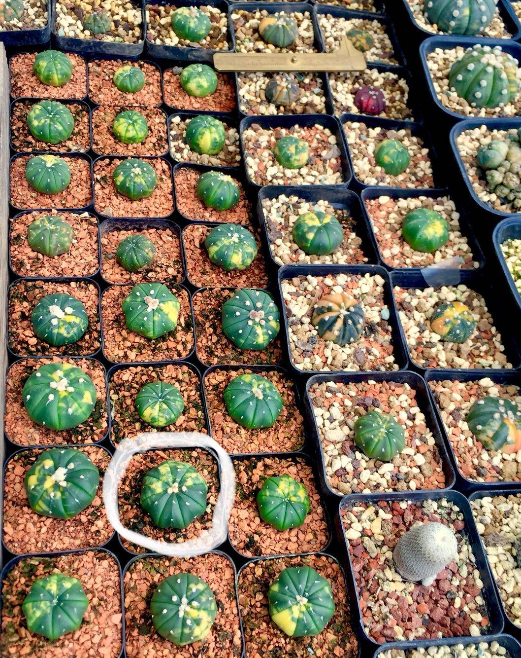 The real life of the bag