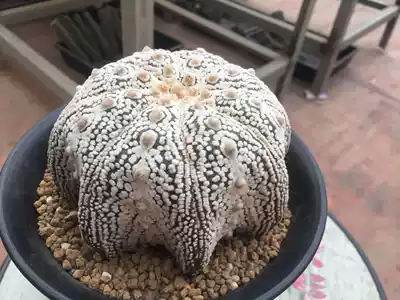 The planet is a real starfish miracle