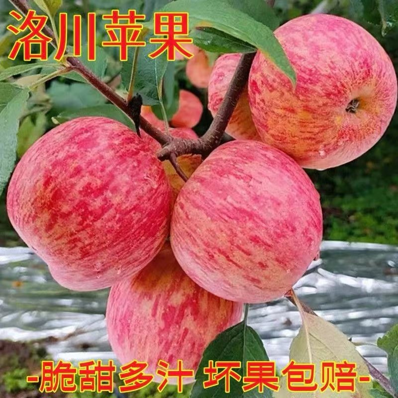 富县军创顶端果业家庭农场