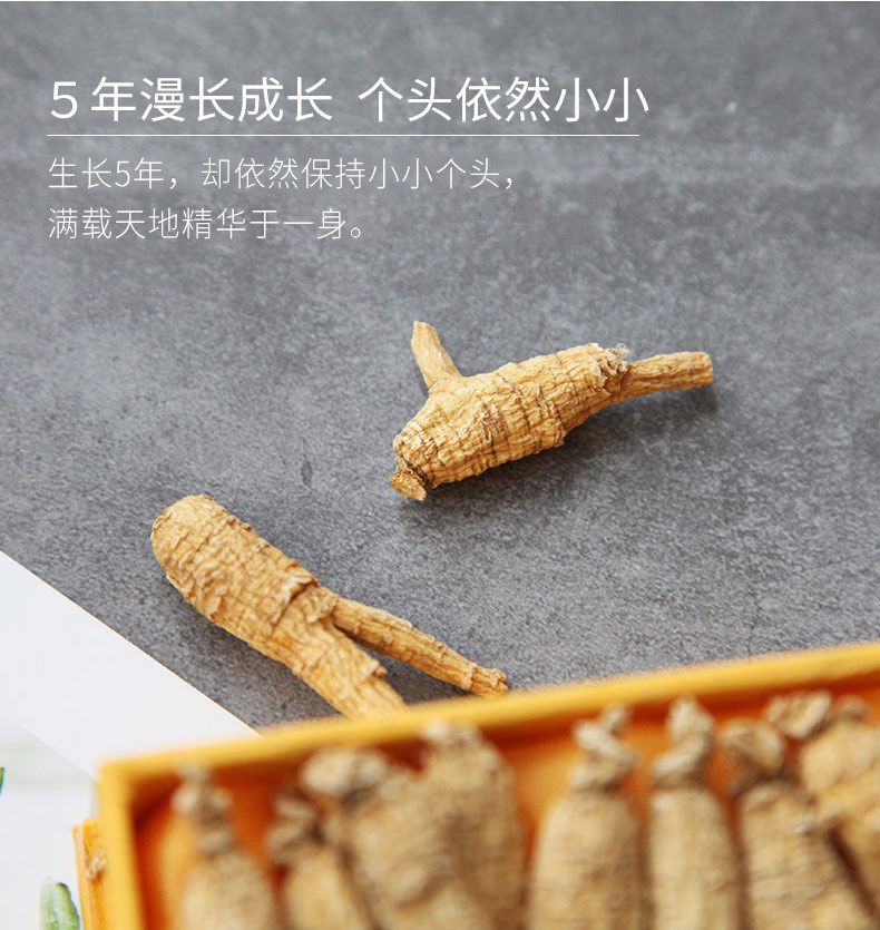 American Ginseng-Original Tail Bubble_06.jpg