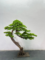 Simulated pine tree Podocarpus welcoming pine landscaping fake tree sales office hotel lobby soft decoration modeling ornaments