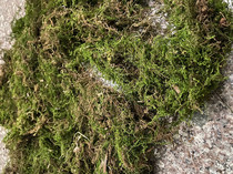 Moss wild now with fresh and fresh green moss potted plants paved with view micro-landscape diy green plant moisturizing live green moss