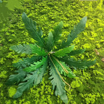 Green plant snow bird nest fern simulation white chicken tail Awn plant chicken tail fern plant wall with fabric leaves