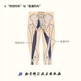 [Полный 300 минус 30] Анатомический поезд упростил китайский 33 -е издание Гуанс Гуань Линг, основные переводчики и боевика мускулистого фасции меридиан, полноцветный полноцветный