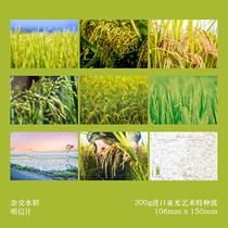 2024 hybrid rice postcard set of 8