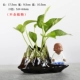 Sáng tạo hoa màu xanh bình hoa tím nước cát chậu hoa chậu sáng tạo nhà sư nhỏ hoa trang trí nhà - Vase / Bồn hoa & Kệ mua chậu trồng cây