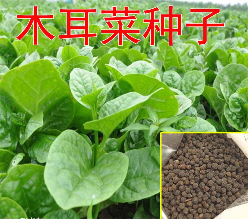 Agaric Vegetable Seed Large Leaf Agaric Vegetable Seed Rape Seed Rape Seed Rape Seed Vegetable Seed Yard Balcony Potted Large Fields Easy To Grow