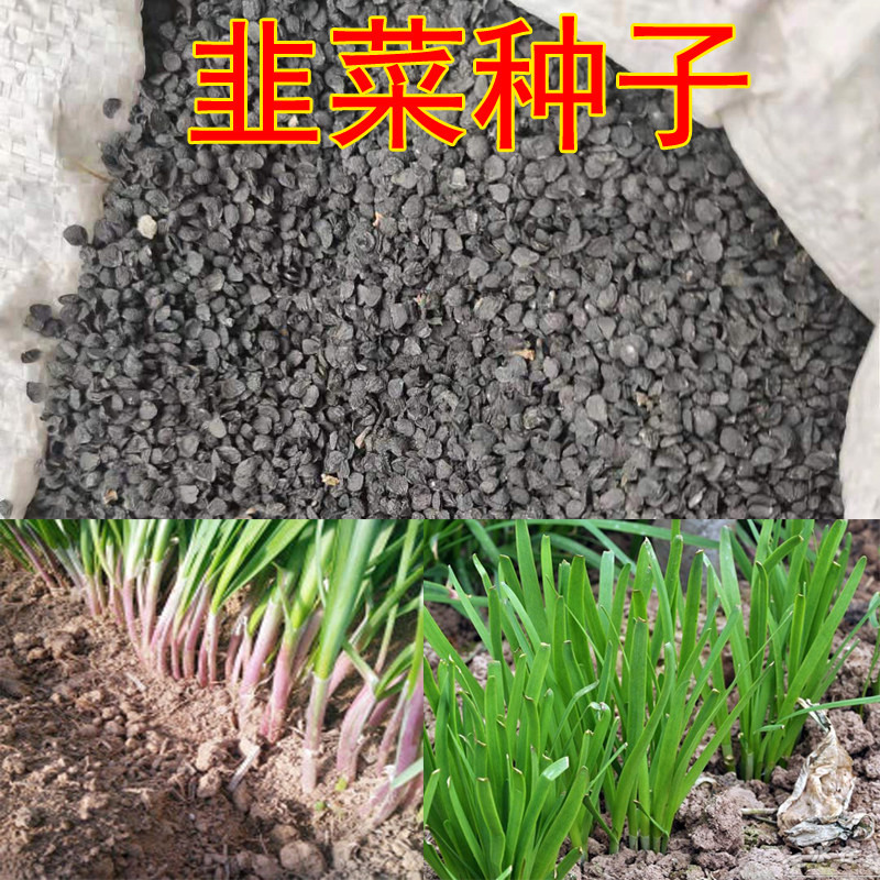 Leek Seed 791 Snow leek Purple leek seed seed seed vegetable garden potted field