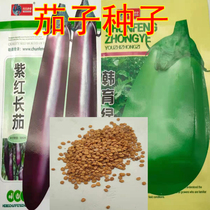  Eggplant seeds Green eggplant purple and red long eggplant seeds Rapeseed vegetable seeds Courtyard balcony potted plant Daejeon spring and autumn