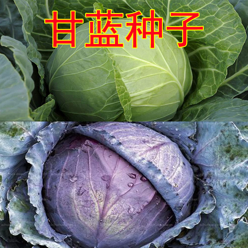 Gan Blue Seed Kyofeng No. 1 Purple Tangan Blue Seed Rape Seed Rapeseed Vegetable Patio Balcony Potted Large Fields Spring Autumn Seed-Taobao