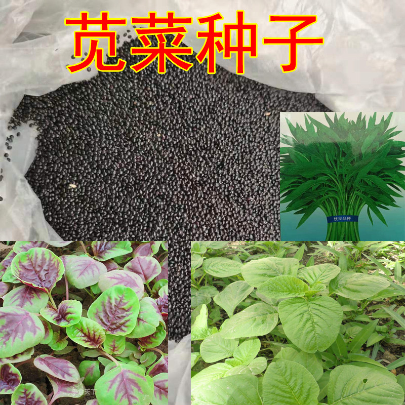 Purslane Seed Green Willow Leafy Green Round Leaves Flowers Red Leafy Red Round Leaf Purslane Vegetable Seed Rapeseed Vegetable Yard Balcony