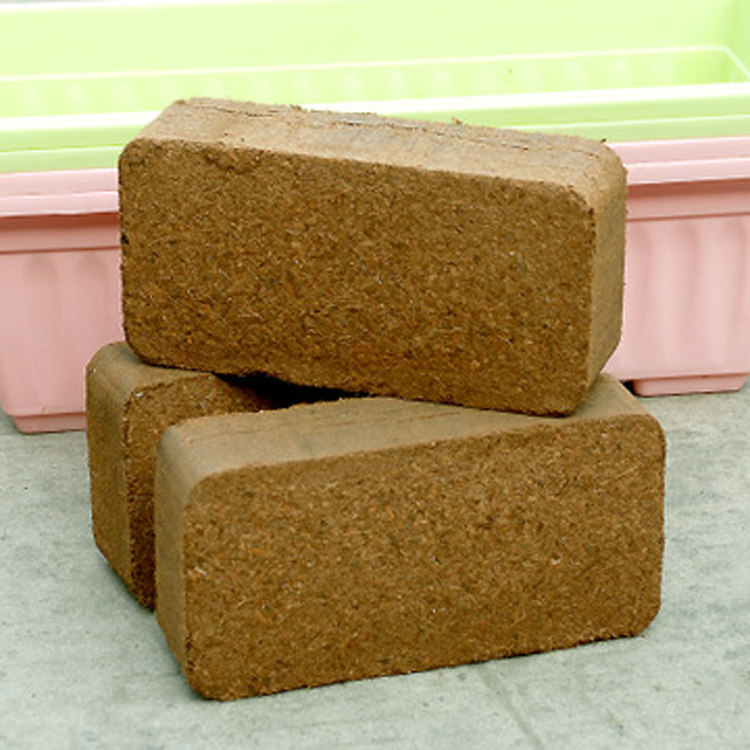 Organic species of flowering plant Cultivated Earth Climbing with Coconut Broccoli Coconut Broccoli Coconut Broccoli Balcony Species of Coconut Broccoli 