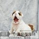 Purebred British Bulldog British Bulldog Competition Grade British Bull Puppy Live Pet Dog Shanghai British Bulldog x08x