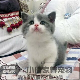 Blue and white living purebred British shorthair cat