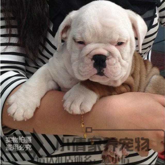 Domestic racing grade English bulldog puppies live pet dogs purebred puppies yellow and white English bulldogs for sale x