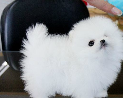 Purebred Hadoli Sphere White Pomeranian Puppy Little Mini Pocket Pet Dog 0q